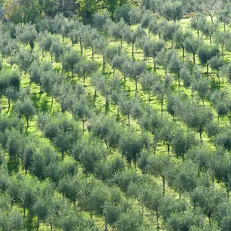 Apartment In Umbria Near Montefalco Winery בית נופש Giano dellʼUmbria